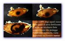 Click per ingrandire
