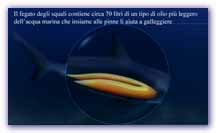 Click per ingrandire